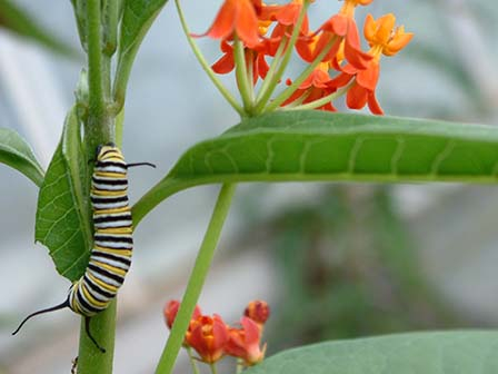 Asclepias Curassavica - tropical milkweed plant with monarch caterpillar