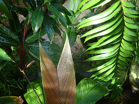 Giant leaves in conservatory