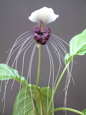 Tacca Integrifolia - white bat plant