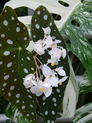 Trout leaf begonia and variegated monstera