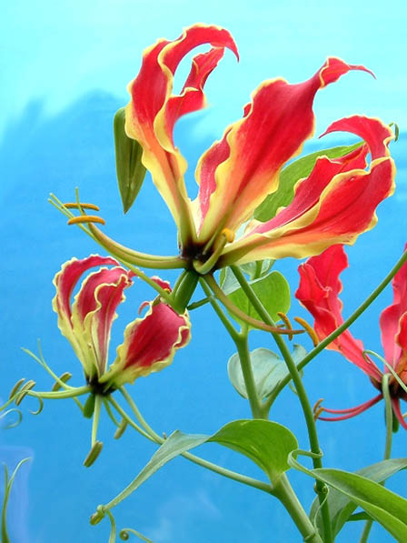 Gloriosa lily climbs by leaf-tip tendrils