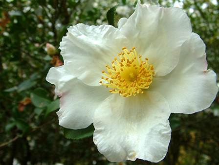 single-camellia