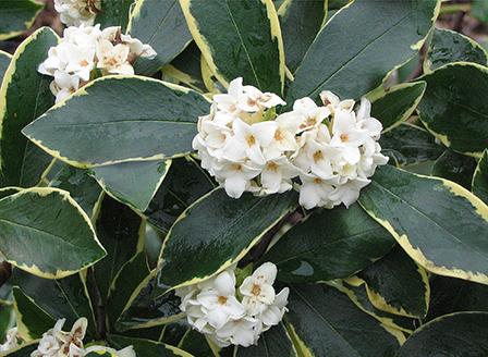 white-flowered-daphne