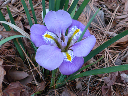 iris-unquicularis